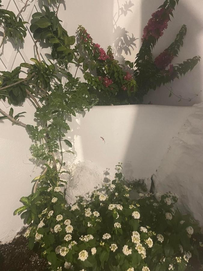 Apartment ονειρόπετρα λέρος~oneiropetra Leros *